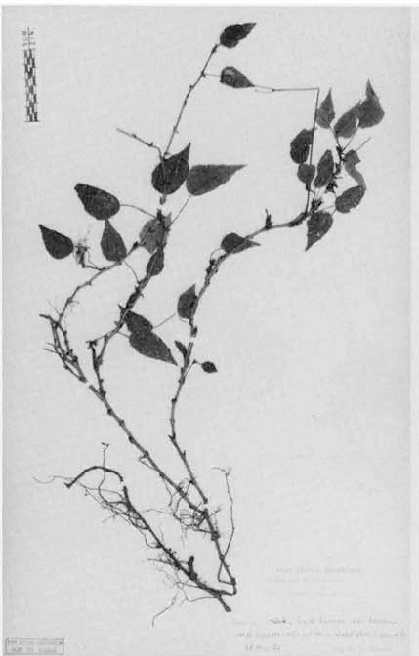 B. libanensis